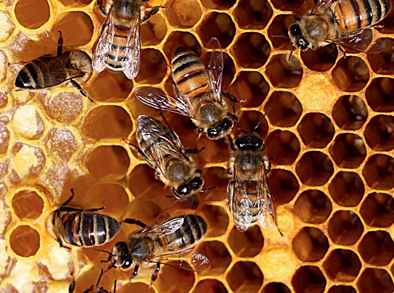 Apicultura-abelhas (Foto: Thinkstock)