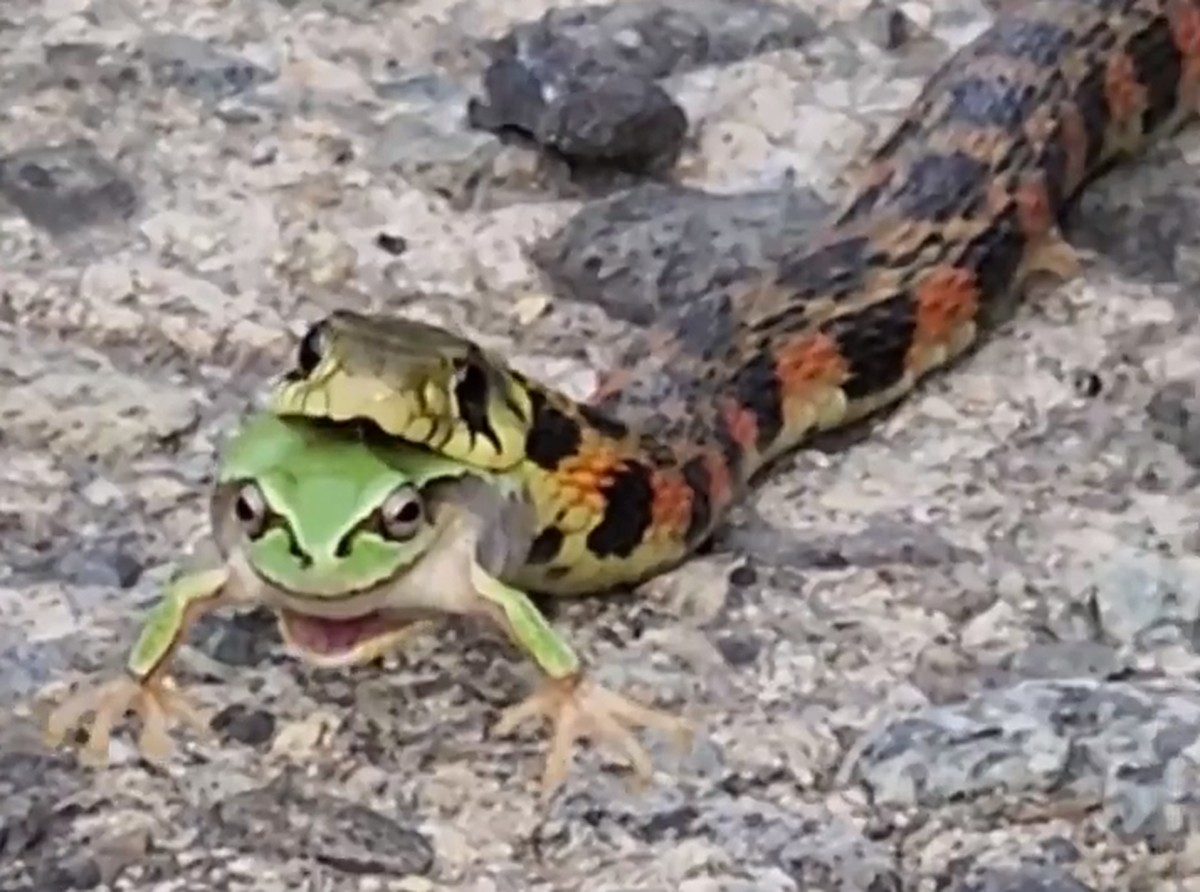 Video: The Asian snake attacks a poisonous frog and “sucks” the animal’s venom for itself |  world
