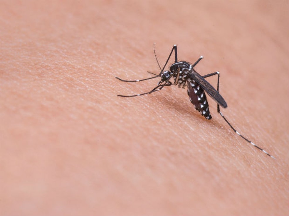 Vírus é transmitido pelo mosquito Aedes aegypti — Foto: Divulgação/Pixabay