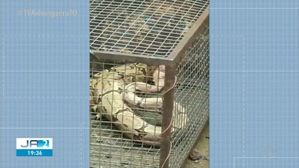 Guarda Metropolitana resgata cobra na região sul de Palmas