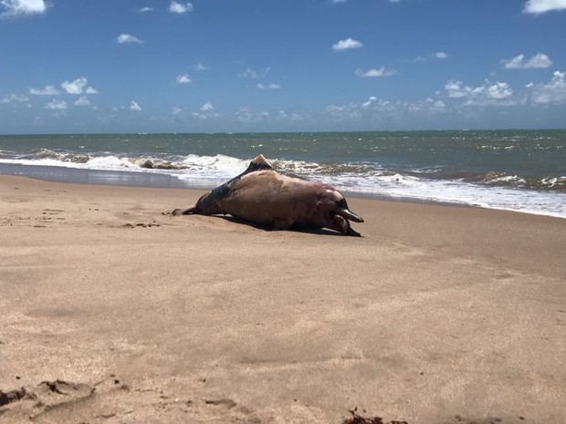 Banhistas viram o golfinho na areia da praia do Bessa por volta das 7h desta segunda-feira (Foto: Walter Paparazzo/G1)