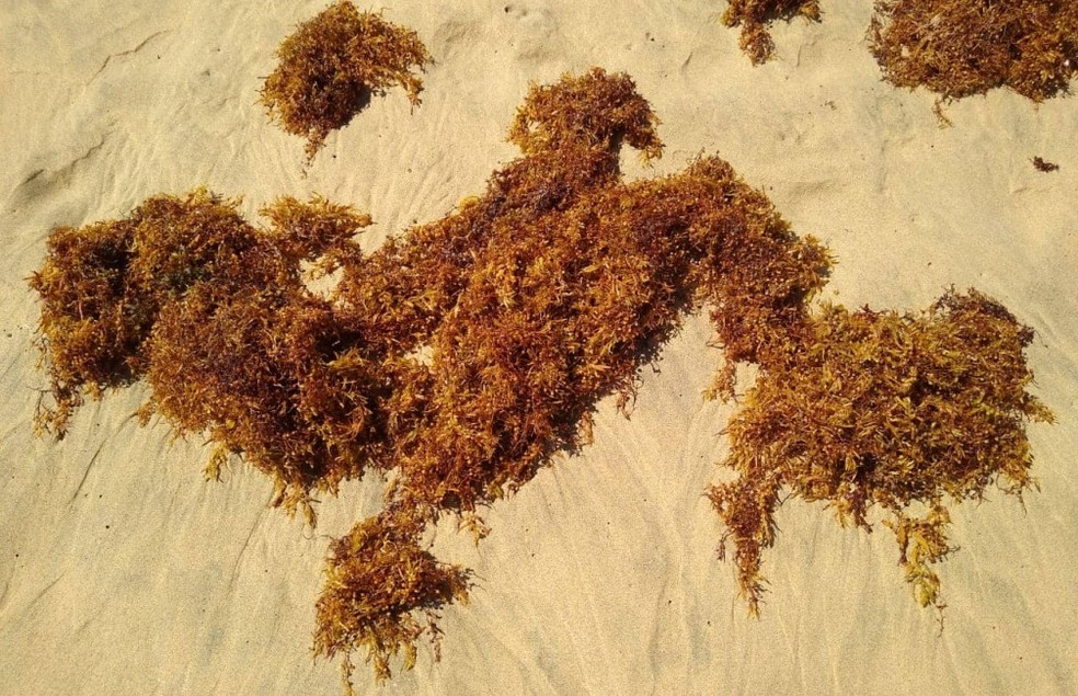 As algas foram identicafas em algumas praias  â€” Foto: Dayvson Reis/Acervo Pessoal 