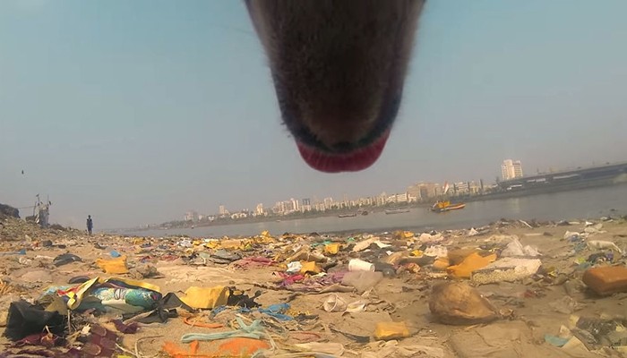 Vídeo mostra dificuldades que um cachorro de rua enfrenta na Índia (Foto: Reprodução)