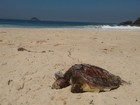 Tartaruga é encontrada morta na praia de São Conrado, na Zona Sul