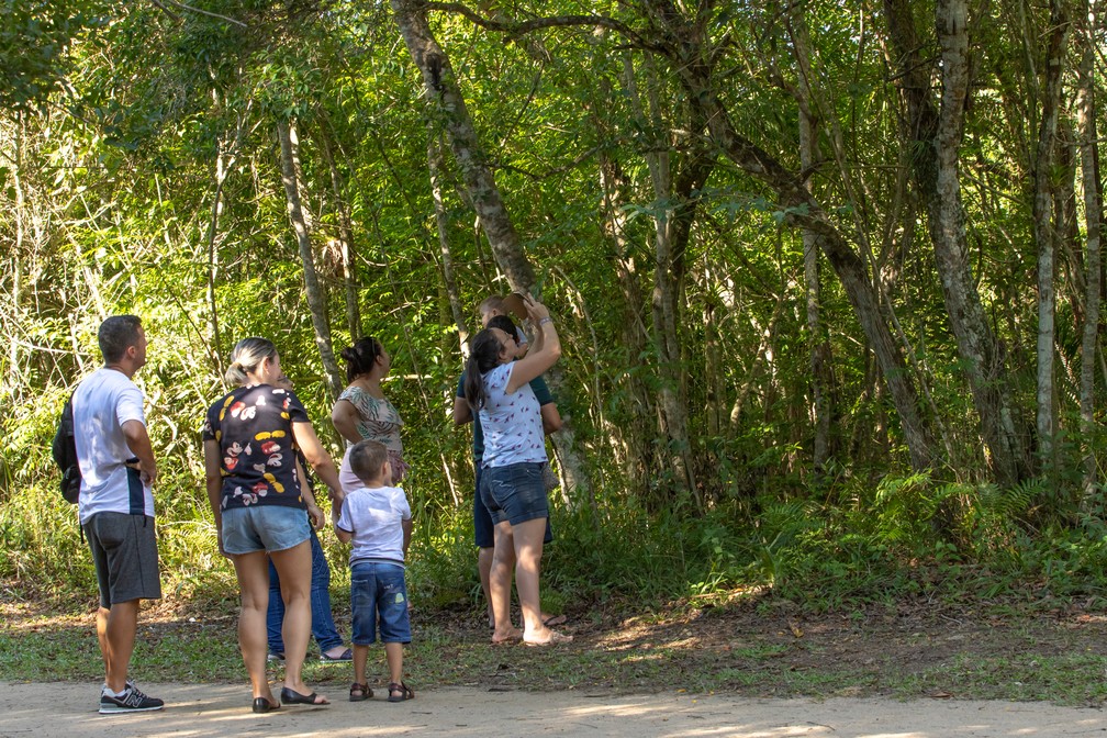 Visitantes ainda interagem com saguis no Parque Municipal do Córrego Grande, em Florianópolis — Foto: Celso Tavares/G1