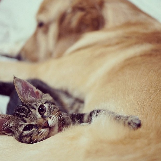 A gata e a cachorra não se desgrudam na hora de dormir (Foto: Divulgação/Instagram)