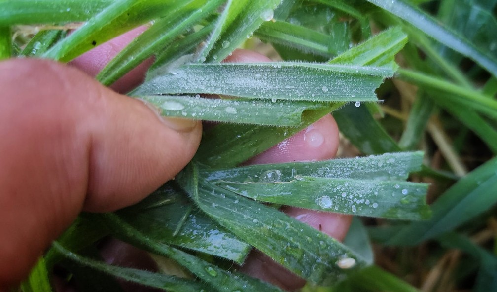 Detalhe na vegetação com geada nesta quinta-feira, 29 de dezembro de 2022 — Foto: São Joaquim Online/Divulgação