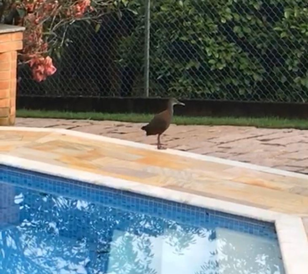 Saracuras Tomam Banho De Piscina Em Vinhedo Sp Veja Video Terra Da Gente G1