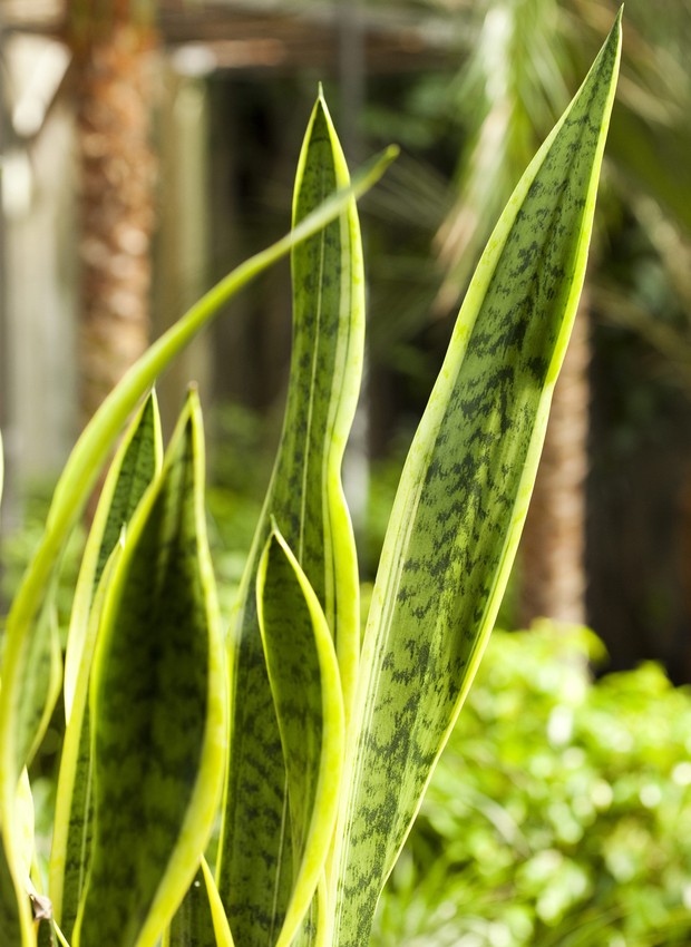 12 plantas para jardins ou ambientes internos com meia-sombra - Casa e  Jardim | Paisagismo