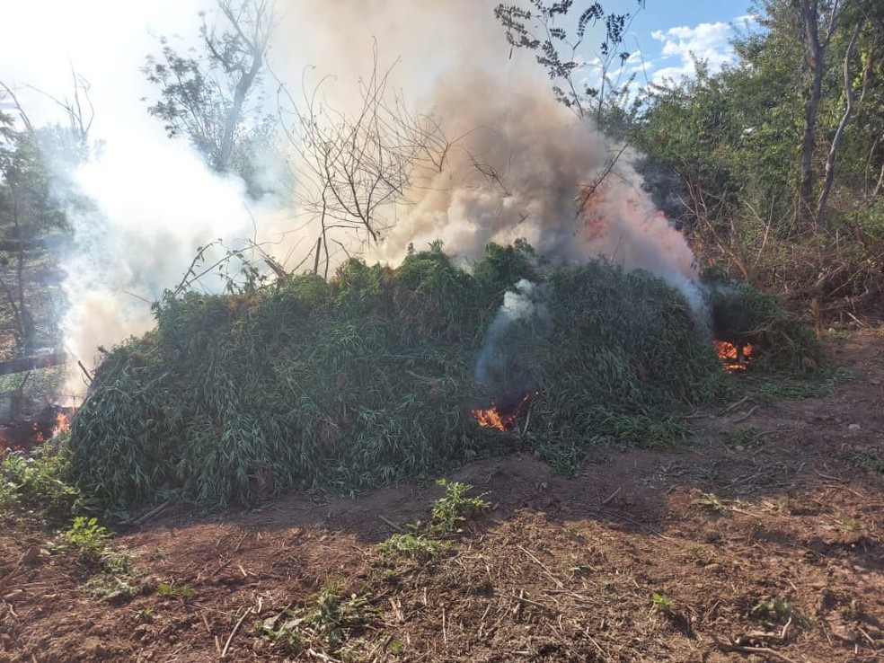Plantação de 90 mil pés de maconha é destruída pela polícia na região oeste da Bahia | Bahia | G1