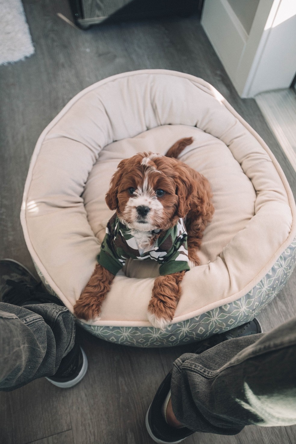 Para ajudar cães com dificuldade de enfrentar o frio, disponibilize coletes de tricô e algodão — Foto: Unsplash / Creative Commons