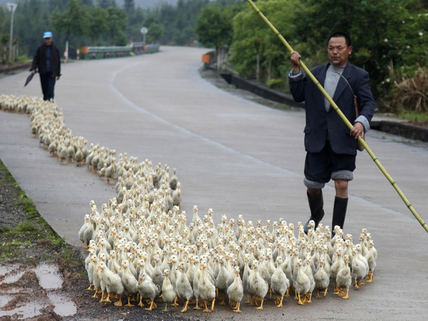 Criadores de patos cujos negócios foram afetados pelo surto da gripe aviária H7N9 levam suas aves por via de Changzhou, na província chinesa de Shandong. (Foto: Reuters/Stringer)