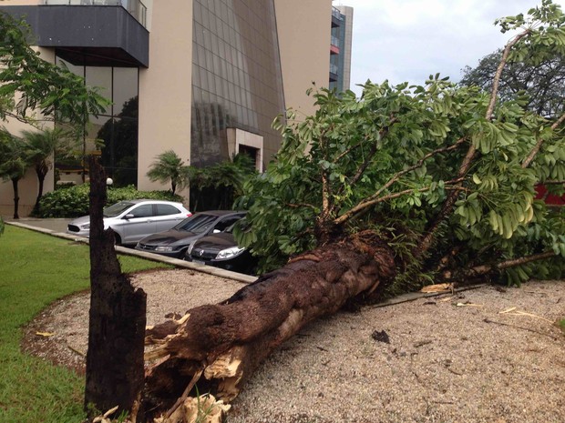 Árvore cai na Nelson D´Ávila durante a chuva (Foto: Marcel Amar Rio/Vanguarda Repórter)