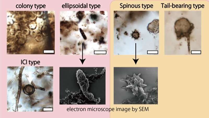 Imagens dos microfósseis recém-descobertos na escala de 0,01 mm (Foto: Sasaki et al.)