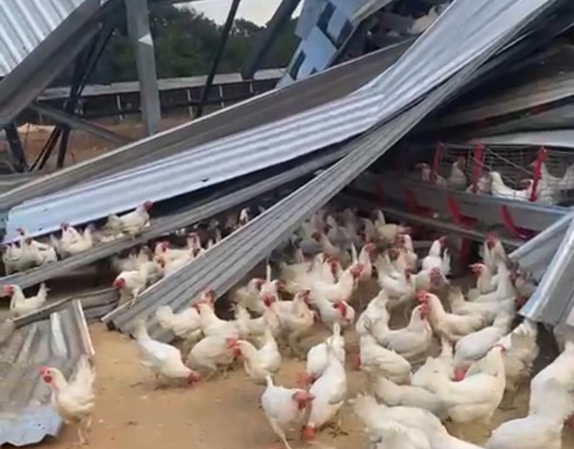 VÍDEO: Centenas de galinhas ficam presas embaixo de galpão destruído por vendaval em MG