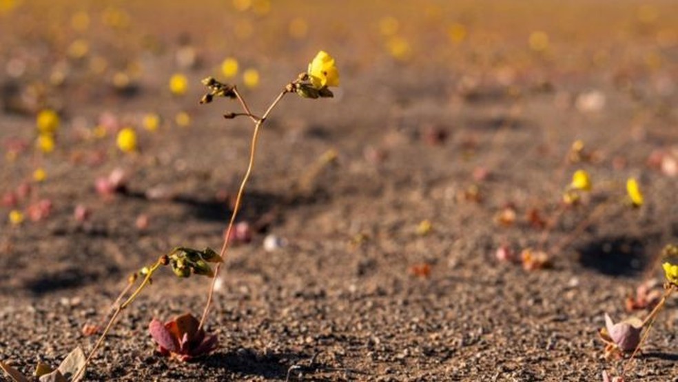 Diversos tipos de plantas crescem no deserto do Atacama — Foto: Getty Images via BBC