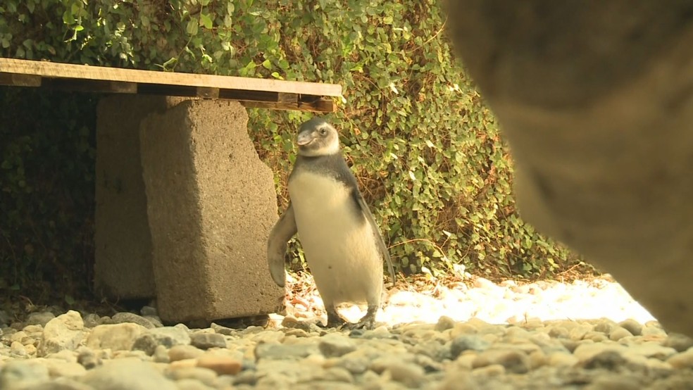 Pinguim encontrado com vida passa por reabilitaÃ§Ã£o no IPeC (Foto: ReproduÃ§Ã£o/TV Tribuna)