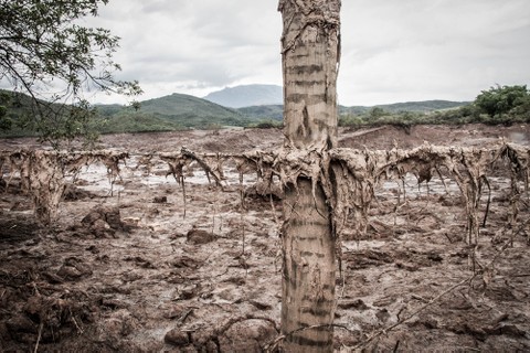 Uma fazenda coberta pela lama, próxima ao distrito de Bento Rodrigues
