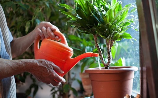 Como regar plantas? - Casa Vogue | Paisagismo