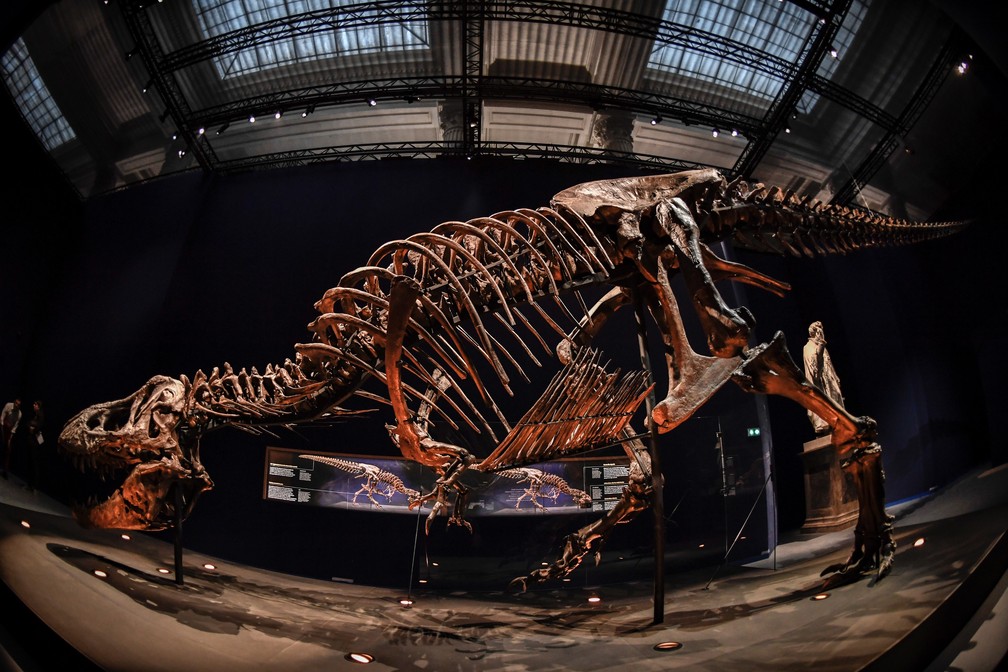 Boca de T-rex fica na altura de visitantes da mostra (Foto: Stephane de Sakutin/AFP)