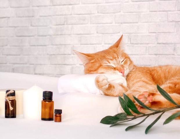 A cat sleeps resting his head on a towel on a massage table against the background of a loft-style wall, relaxing while taking spa treatments (Foto: Getty Images/iStockphoto)