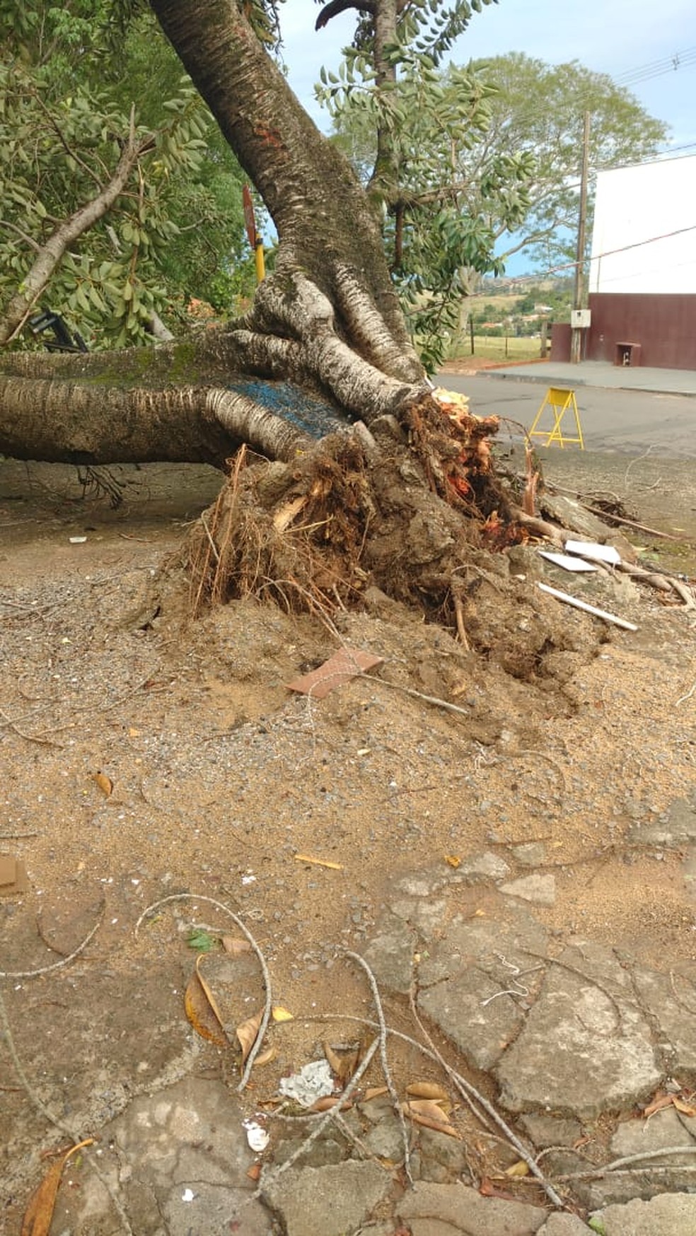 Árvore caiu em Alfredo Marcondes na tarde desta segunda-feira (21) — Foto: Cristiane Marques