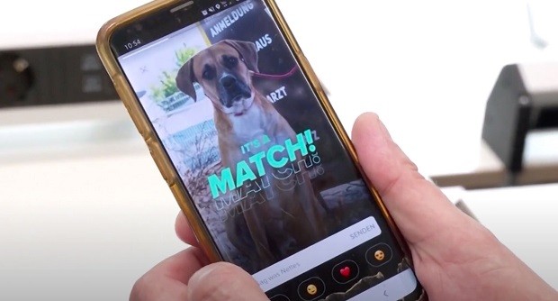 Cãozinho busca por um 'match perfeito' no Tinder (Foto: Reprodução)