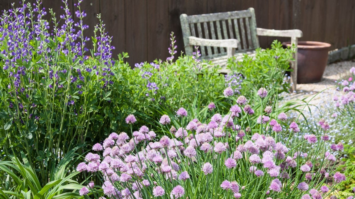 Um jardim cercado de sons, aromas e texturas encanta, promove o bem-estar e aviva o sistema sensorial e emocional de quem os frequenta (Foto: Canva)