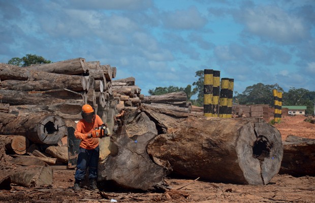 Brasil;Meio Ambiente;Amazônia;cuidado  Depois de retiradas da mata, as árvores são cortadas, tratadas e armazenadas no pátio da serraria. A operação demanda 350 homens  (Foto: Odair Leal)
