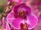 Novidades tecnológicas ajudam a baratear e popularizar as orquídeas