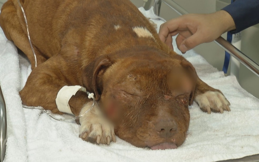 Dois cachorros são resgatados esfaqueados em Anápolis — Foto: Reprodução/TV Anhanguera
