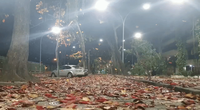 Seca e ventania trazem ‘mar de folhas’ coloridas nas calçadas do Rio; entenda o fenômeno thumbnail