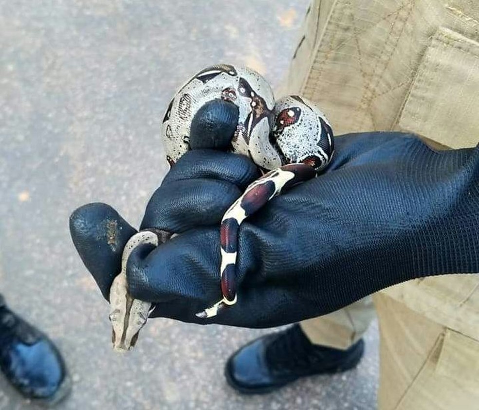 Major alerta que período chuvoso aumenta a aparição de animais em áreas urbanas  (Foto: Divulgação/Corpo de Bombeiros )