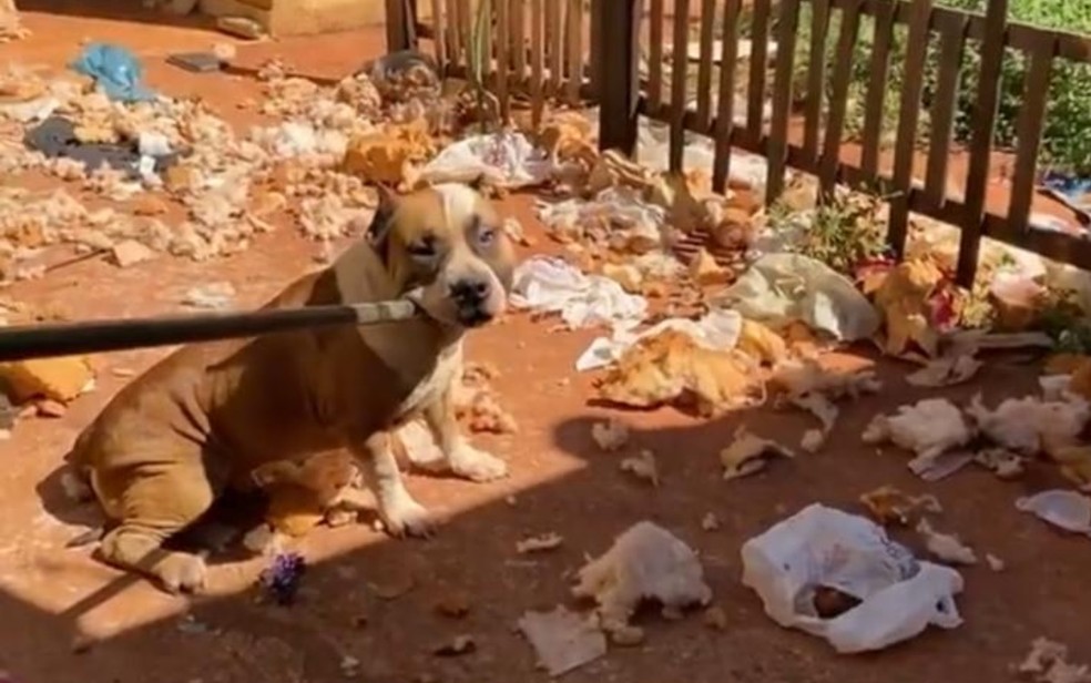 Pit bull é encontrado abandonado em casa em Goiânia, Goiás — Foto: Reprodução/Instagram