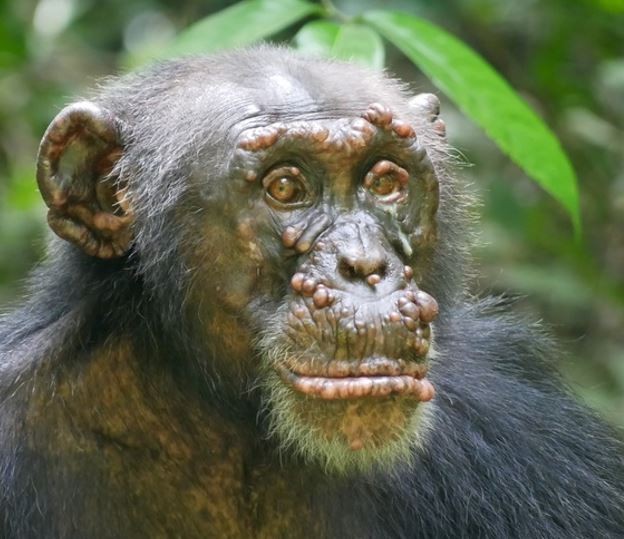 Woodstock, chimpanzé com hanseníase na Costa do Marfim (Foto: Tai Chimpanzee Project)