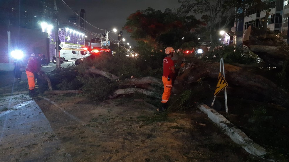 Árvore caiu em cima de motociclista em Natal — Foto: Sérgio Henrique Santos/Inter TV Cabugi