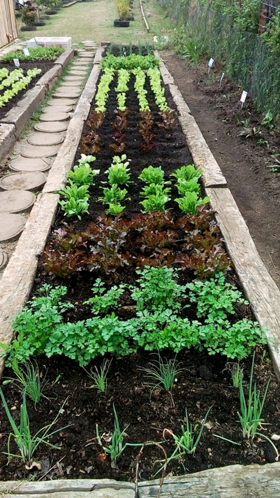 Curitiba possuí um programa com hortas comunitárias que abriga 24 áreas de produções agrícolas em plena área urbana (Foto: Manoel Silva)