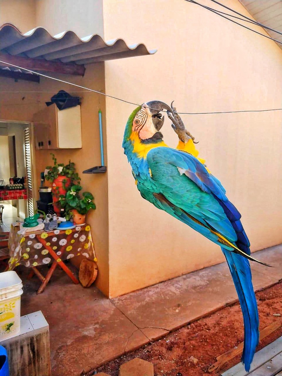 A arara canindÃ© brincava no varal da casa de Sandra em Santa Rita do Pardo, MS. â Foto: Arquivo pessoal 