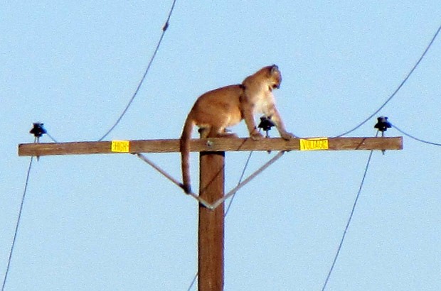 Puma foi flagrado no alto de poste de energia elétrica em Lucerne Valley (Foto: Peter Day/The Victor Valley Daily Press/AP)