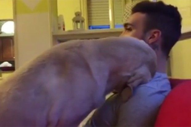 Cão parece pedir perdão em vídeo fofo publicado na internet (Foto: Reprodução/Facebook)