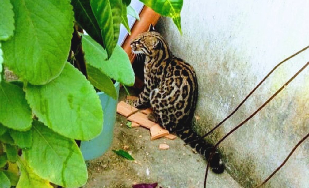 Filhote de jaguatirica é encontrado em casa do sul da Bahia — Foto: Arquivo pessoal