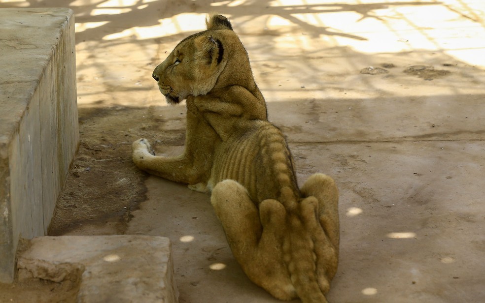 Leões desnutridos e doentes são vistos em jaulas no parque Al-Qureshi, em Cartum, no Sudão, no domingo (19). Uma campanha online foi lançada para salvar os animais — Foto: Ashraf Shazly/AFP