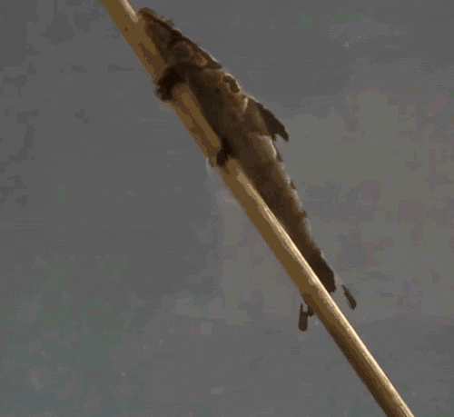 Homaloptera bilineata, espécie sem a pelve robusta da Cryptotora thamicola, mas que também tem a habilidade de andar (Foto: ZACHARY RANDALL/FLORIDA MUSEUM)