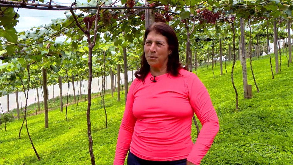 A produtora Lucinéia Dalvi planta uvas há três e começou a colher as primeiras frutas. — Foto: Reprodução/TV Gazeta