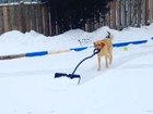 Lista traz cão tirando neve de rinque de hóquei e mais cachorros espertos
