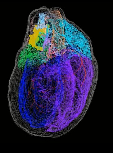 Cientistas criam primeiro mapa 3D dos neurônios do coração (Foto: Thomas Jefferson University)