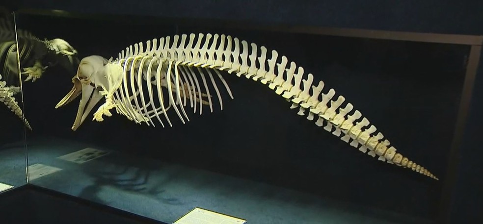Museu conta com peças dos menores golfinhos do Brasil  — Foto: Reprodução/NSC TV