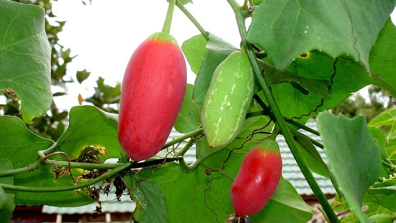 Pepino-vermelho é utilizado em receitas doces ou salgadas (Foto: Wikimedia Commons)