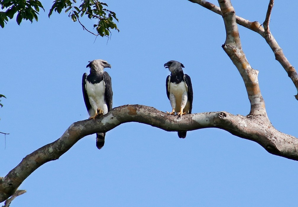 Rondônia tem 21 ninhos de gavião-real sendo monitorados.  — Foto: Carlos Tuyama/Arquivo pessoal