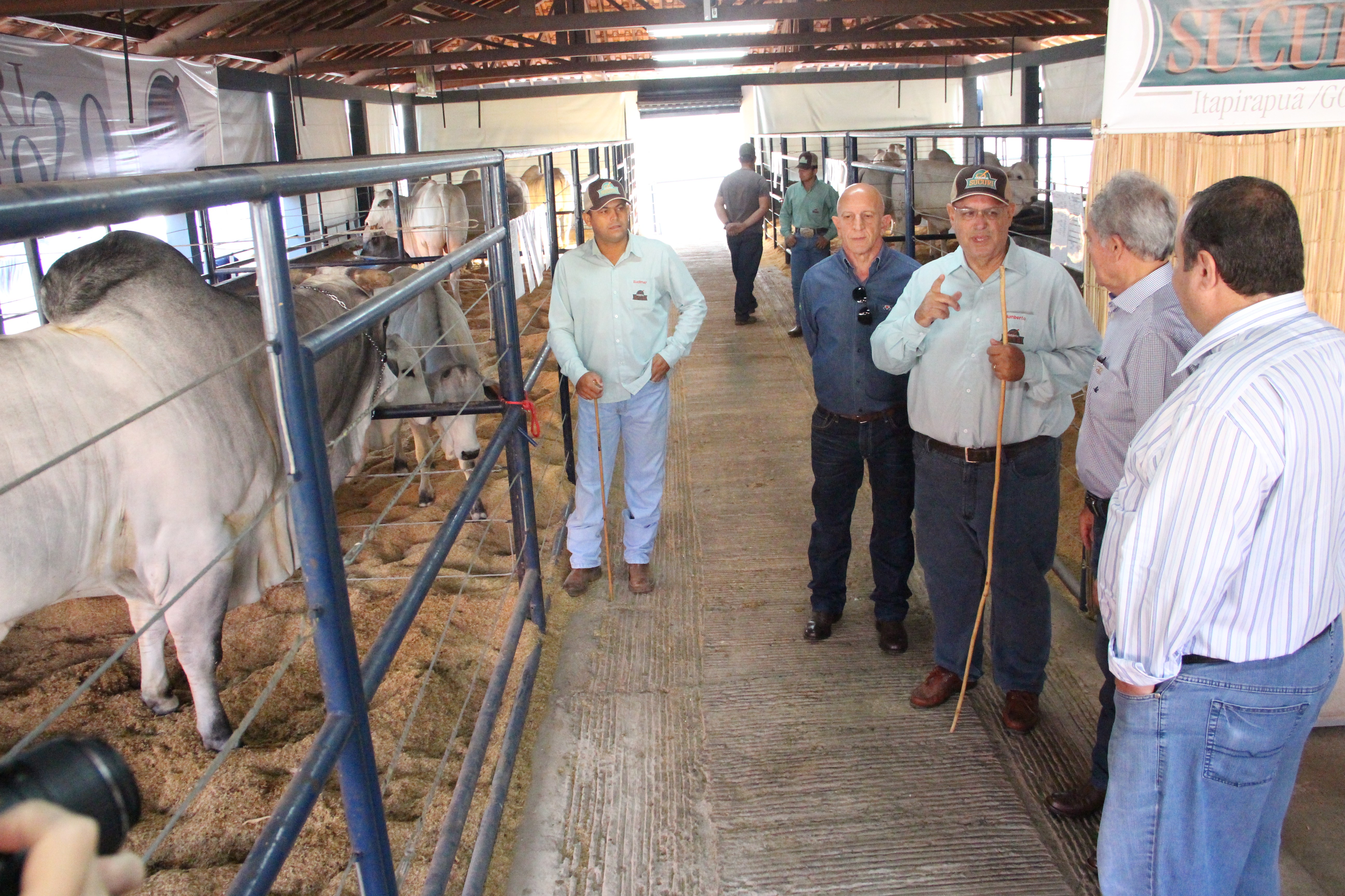  Diretores da ABCZ e produtores visitam o gado na ExpoGenética em 2018 (Foto: Cristiano Bizzinotto/Divulgação)